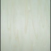 1/4 4 X 8 MDF POPLAR / POPLAR SHOP